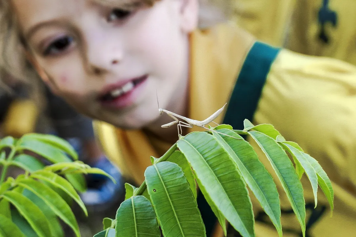 praying mantis, insect, kid, brazil, girl, discovery, curious, fauna, nature